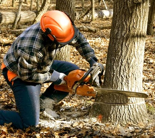 Tree Removal in Addington, OK